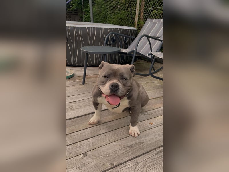 American Bully