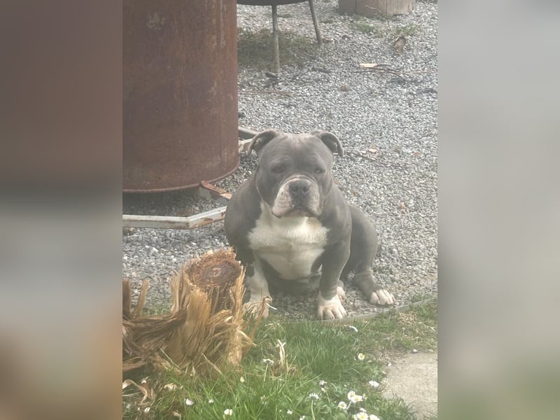 American Bully
