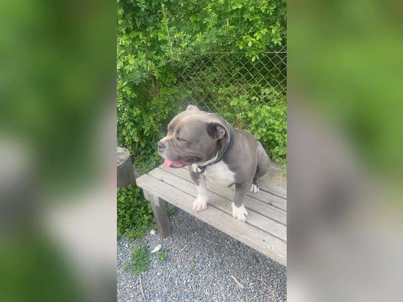 American Bully