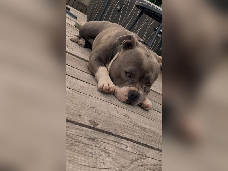 American Bully
