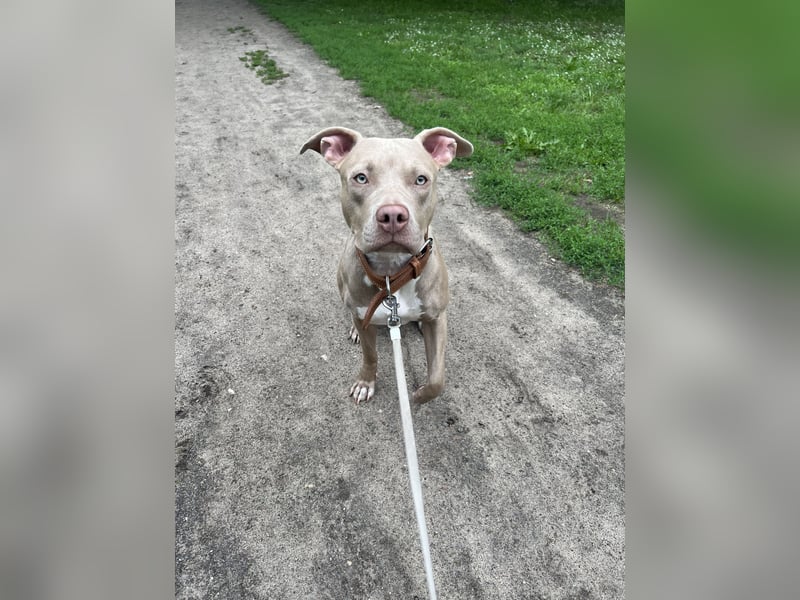 American Bully XL Hündin