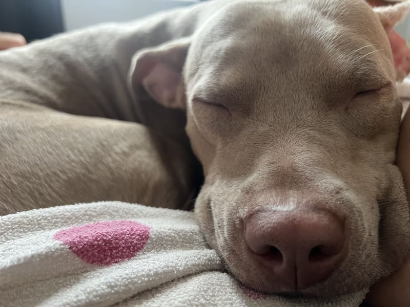 American Bully XL Hündin