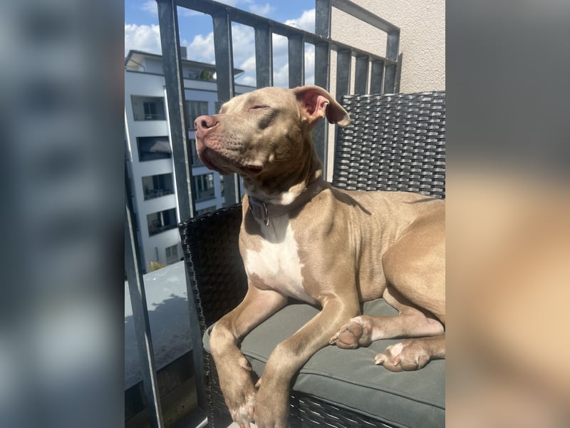 American Bully XL Hündin
