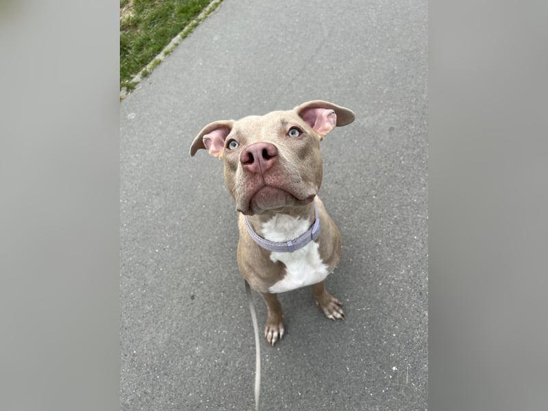 American Bully XL Hündin