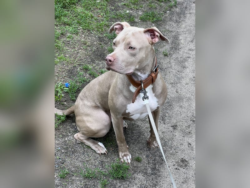 American Bully XL Hündin