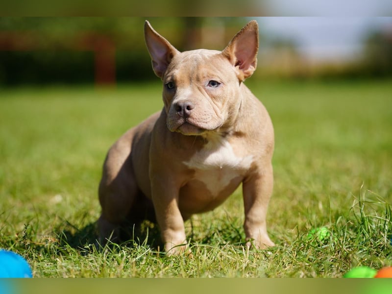 Liebevolle, reinrassige American Bully Hündin sucht neues Zuhause