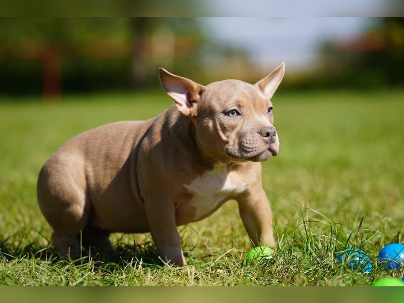 Liebevolle, reinrassige American Bully Hündin sucht neues Zuhause