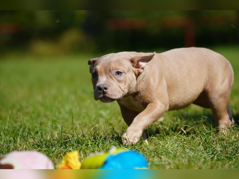 Liebevolle, reinrassige American Bully Hündin sucht neues Zuhause