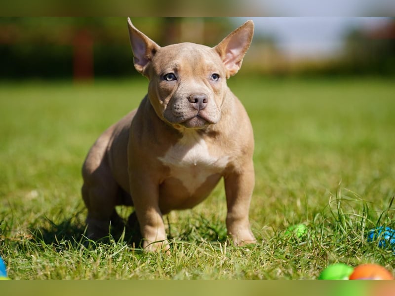 Liebevolle, reinrassige American Bully Hündin sucht neues Zuhause
