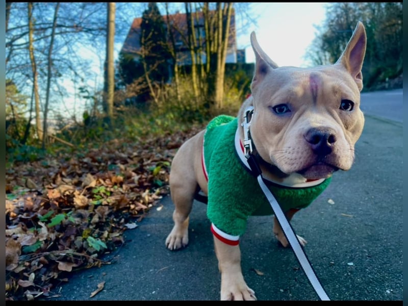 Liebevolle, reinrassige American Bully Hündin sucht neues Zuhause