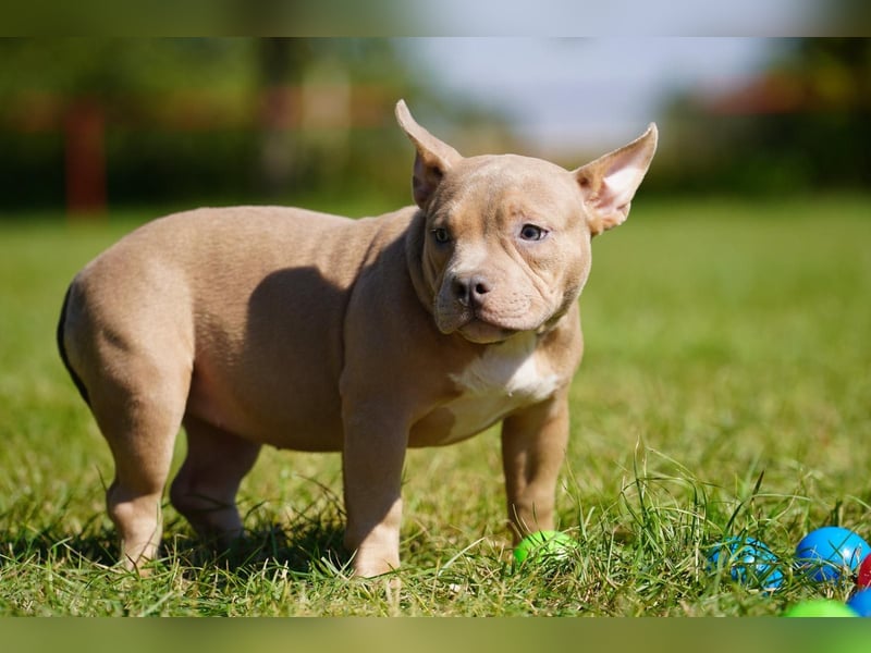 Liebevolle, reinrassige American Bully Hündin sucht neues Zuhause