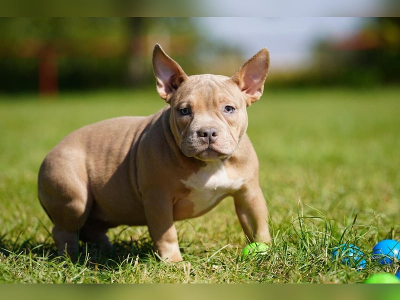 Liebevolle, reinrassige American Bully Hündin sucht neues Zuhause