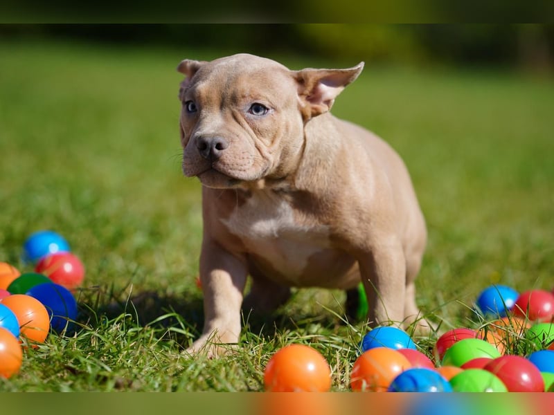 Liebevolle, reinrassige American Bully Hündin sucht neues Zuhause