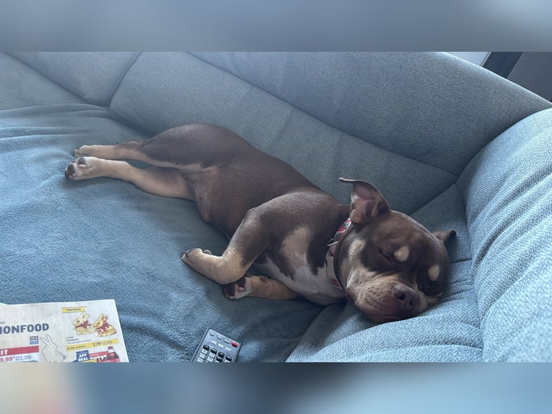 American Bully - Pocket