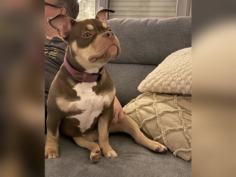 American Bully - Pocket