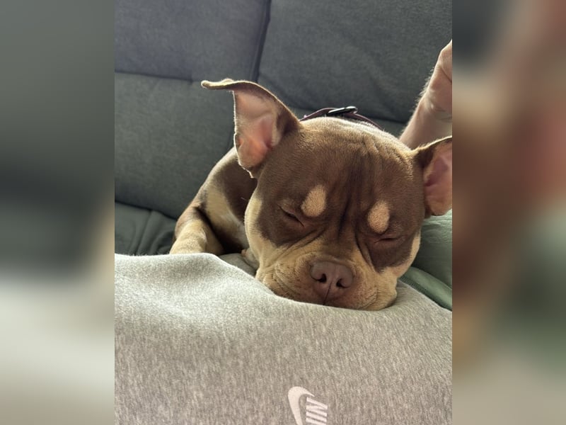 American Bully - Pocket