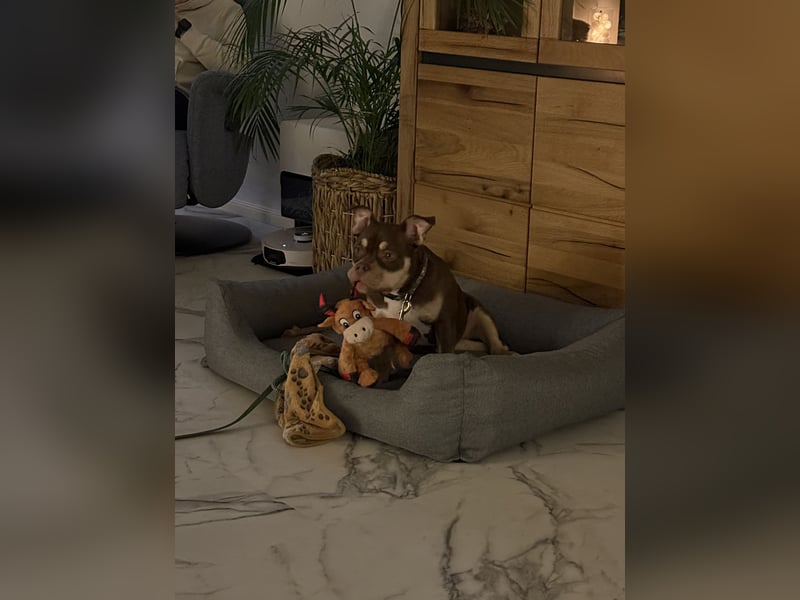 American Bully - Pocket