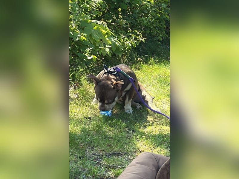 American Bully - Pocket