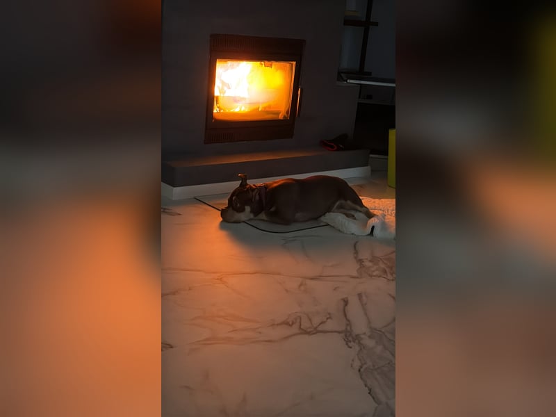 American Bully - Pocket