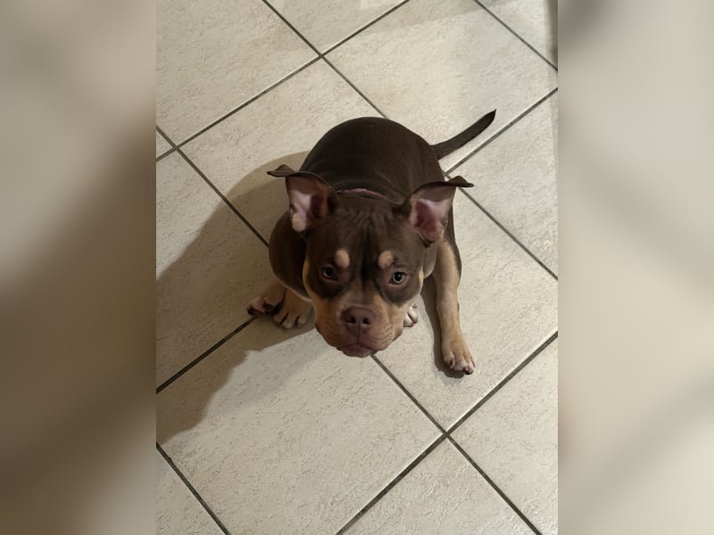 American Bully - Pocket