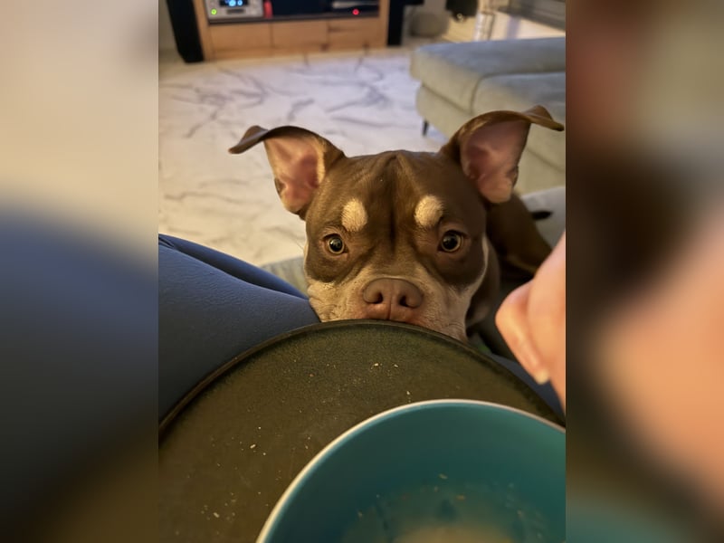 American Bully - Pocket