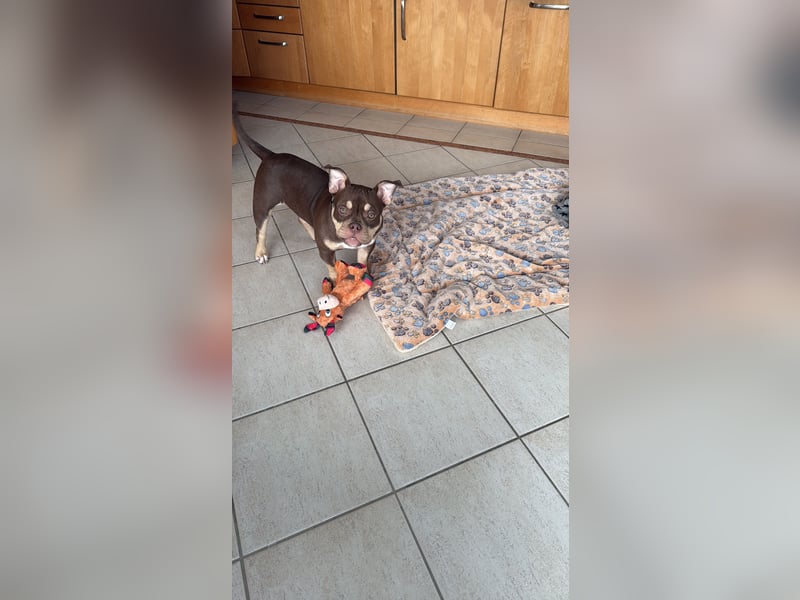 American Bully - Pocket