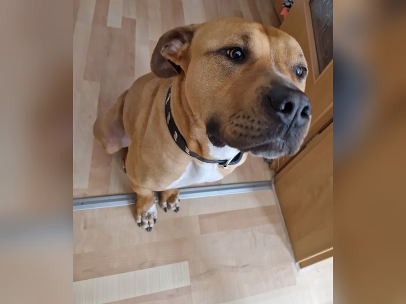 Liebevolle XL-Bully-Hündin sucht