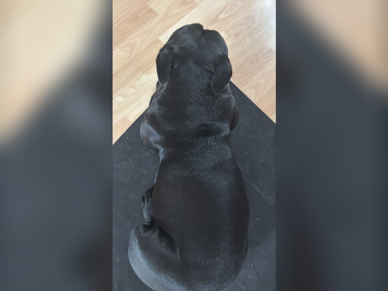 Rüde für American Bully Pocket
