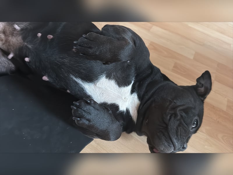 Rüde für American Bully Pocket