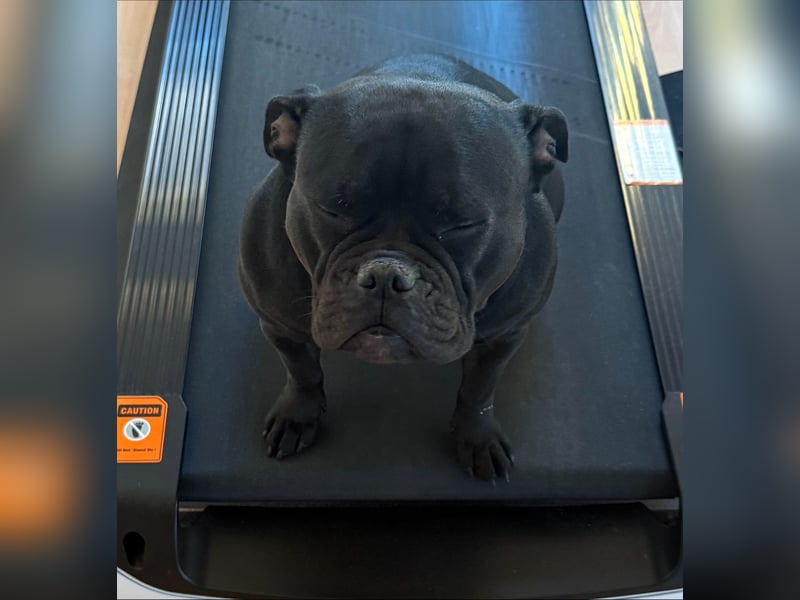 Rüde für American Bully Pocket