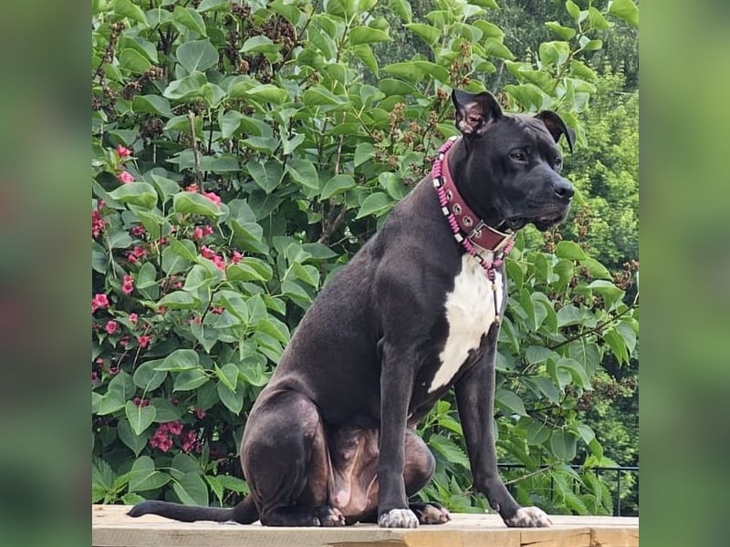 Traumhafte American Bully Xl Hündin sucht ihr Zuhause