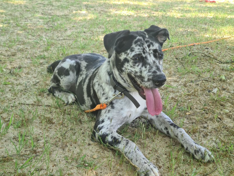 Kleine Bonny sucht Wegbegleiter