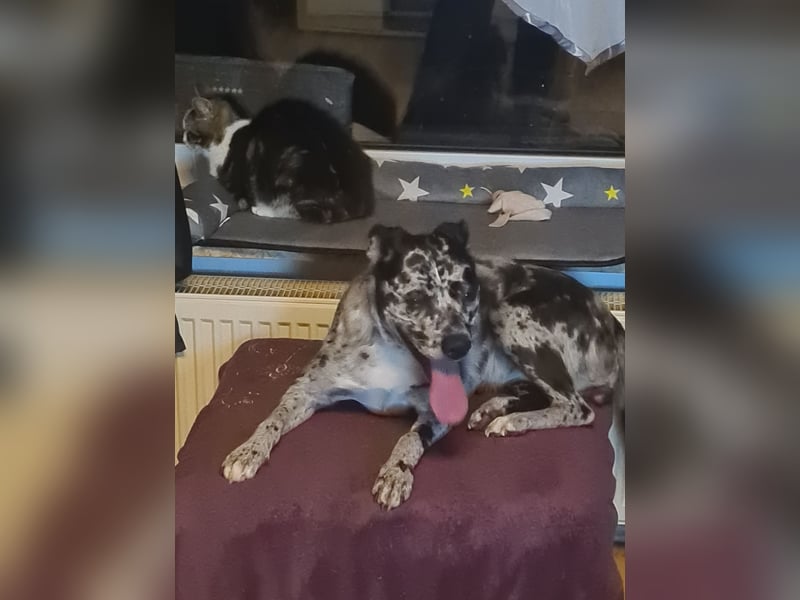 Kleine Bonny sucht Wegbegleiter