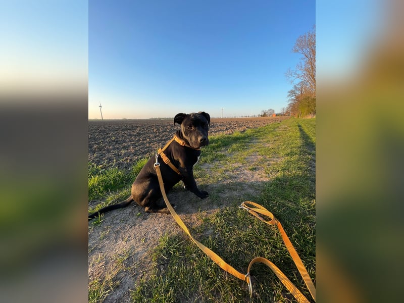 Zuckersüße xxl bully - pitbull hündin
