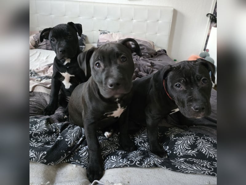 Zuckersüße xxl bully - pitbull hündin