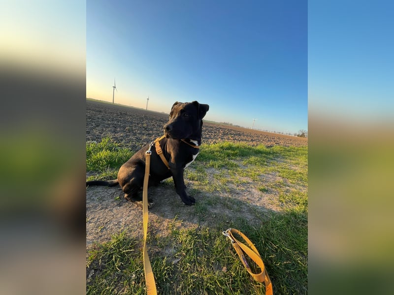Zuckersüße xxl bully - pitbull hündin