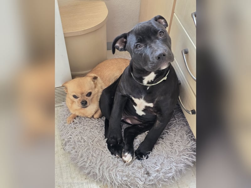 Zuckersüße xxl bully - pitbull hündin