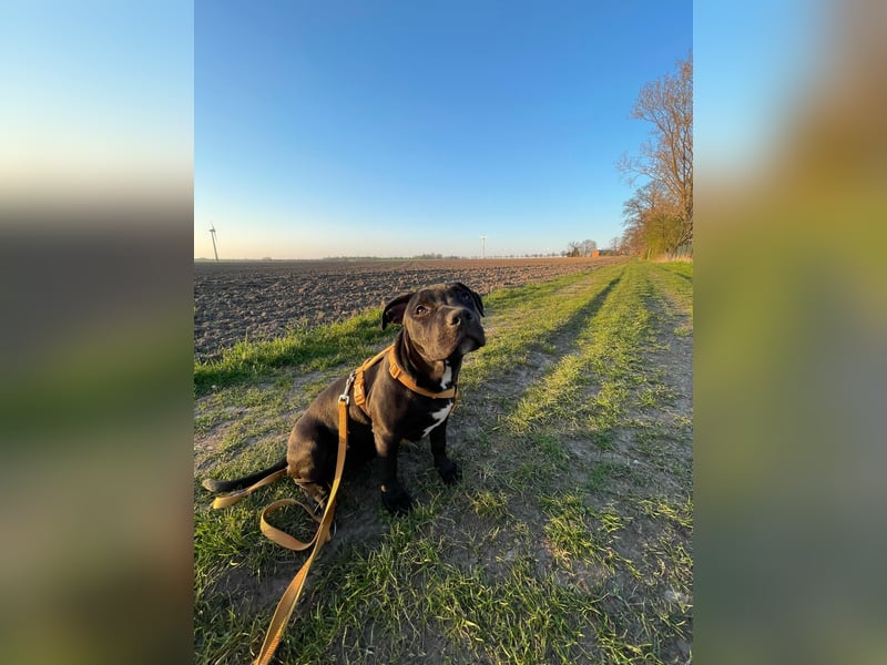 Zuckersüße xxl bully - pitbull hündin