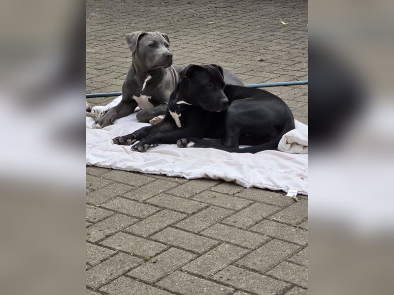 Zuckersüße xxl bully - pitbull hündin