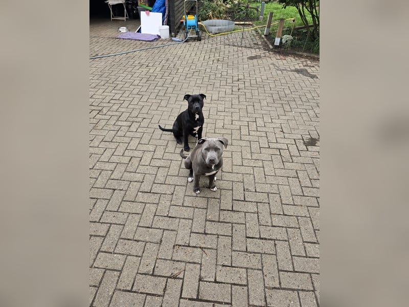 Zuckersüße xxl bully - pitbull hündin