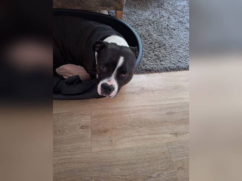 American Bully Hündin