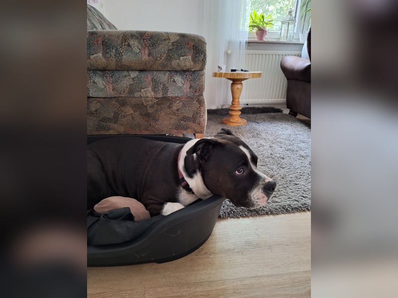 American Bully Hündin