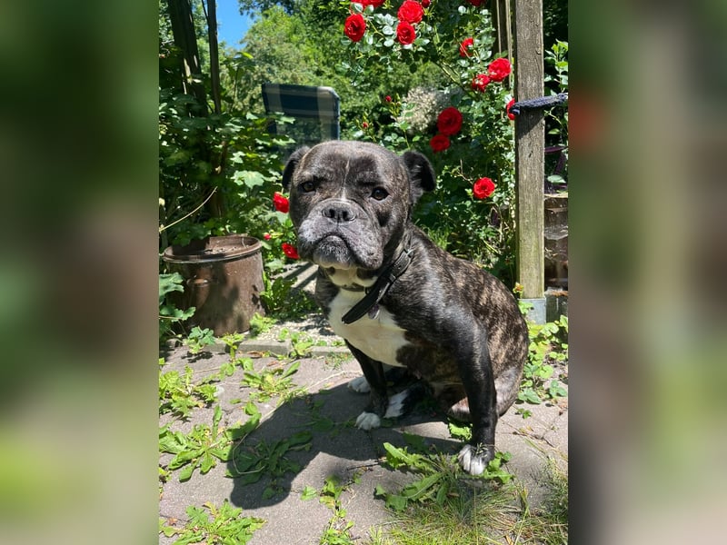 Ruhige, verschmuste American Bully Hündin 4 Jahre