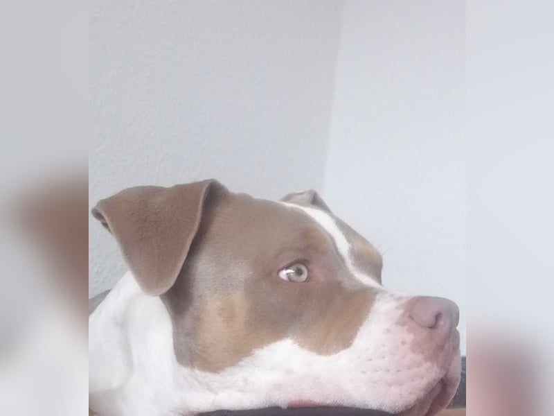 MASCHA
