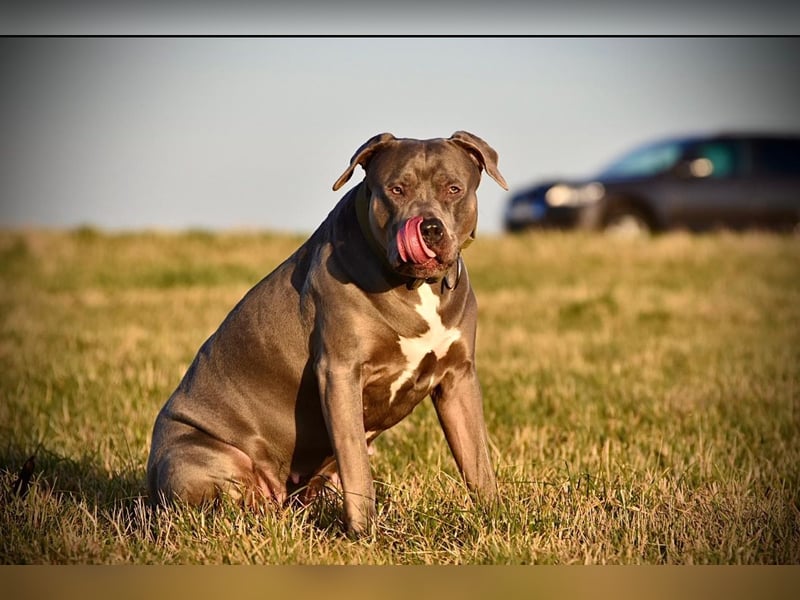 American Bully XL Hündin