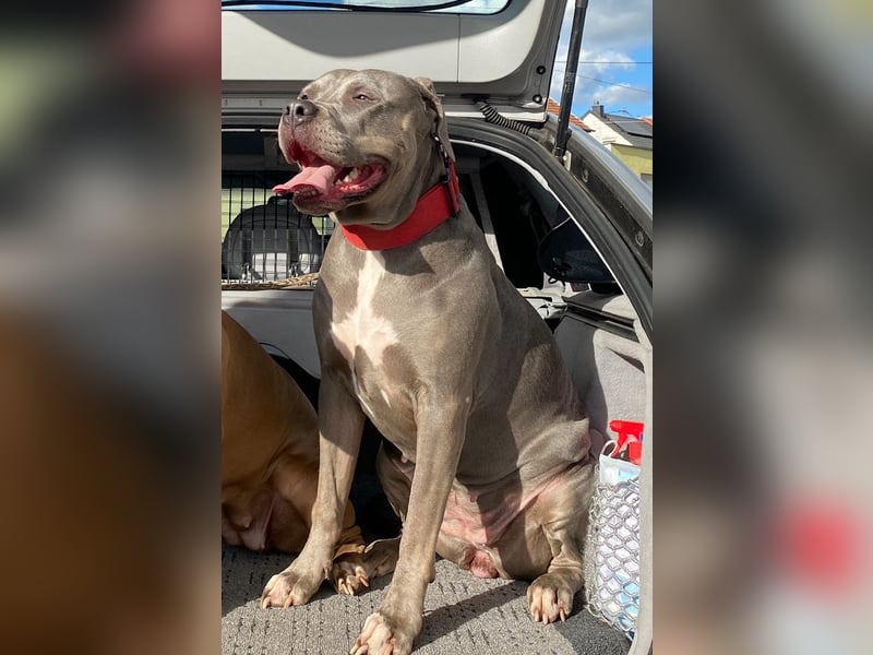 American Bully XL Hündin