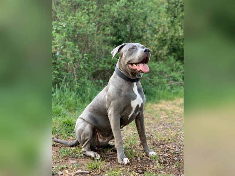American Bully XL Hündin
