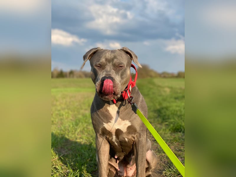American Bully XL Hündin