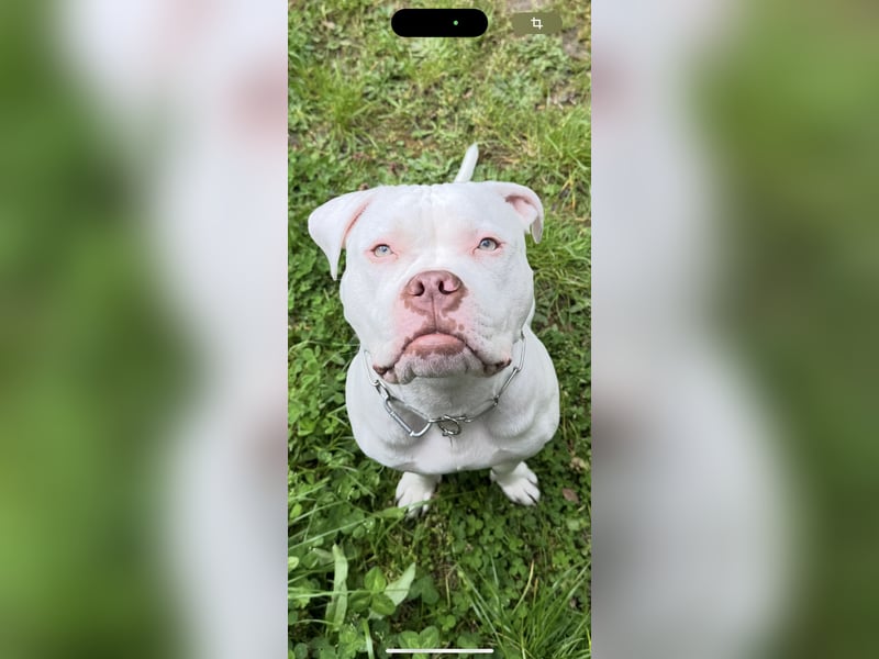 Reinrassige ABKC Registrierte American Bully Hündin