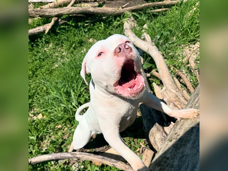 Reinrassige ABKC Registrierte American Bully Hündin